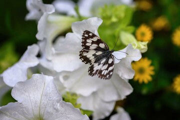 butterfly on flower