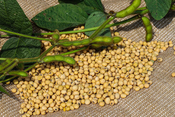 Ripe soybean seeds with unripe soybeans in the pod. Soybeans, close. A stalk with green soybean...