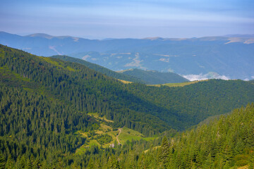 ukrainian carpathian mountains in summer. coniferous forest on the hillside. svydovets ridge in the distance. warm sunny weather