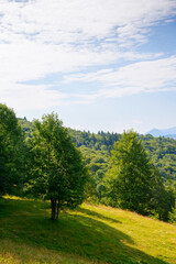 Fototapeta na wymiar trees on the hillside glade. sunny morning scenery of carpathian mountains