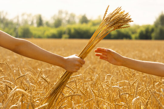Woman's hand holds out ears of wheat grain to other hand. Golden field with harvest of rye, against background of sunny summer sunset. Concept of hunger, crop failure, assistance