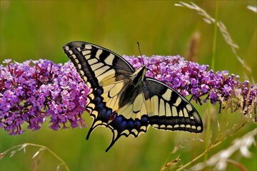 Gros plan sur un papillon Machaon  © Pascal