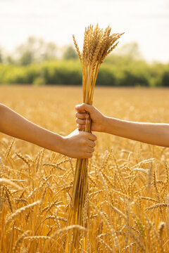 Vertical image of two hands holding ears of wheat on background of field with rye