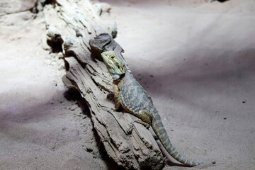 Bearded dragon (Pogona Vitticeps) is australian lizard with close up