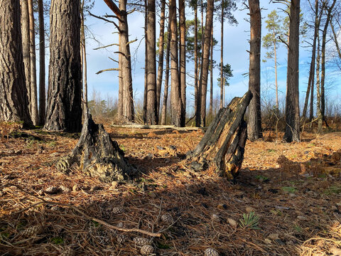 Burnt Tree Stump Fire Damage Wildfire Forest Fire Thursley  Hankley Common Surrey UK