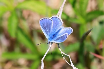 Argus Bleu ou Azuré 