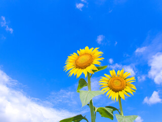 ひまわりと青空