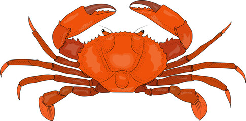 Crab, marine animals, animals, sea, sand, waves, ocean, water, food, dish, restaurant, crayfish, shrimp, seafood