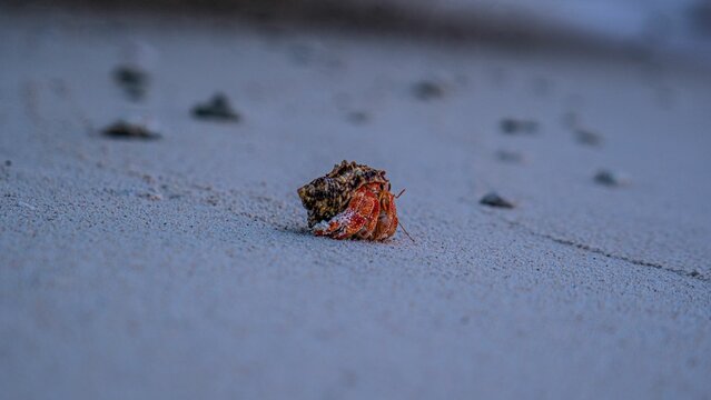 Closeup of a hermit crub isolated on the beach with white sand and pebbles