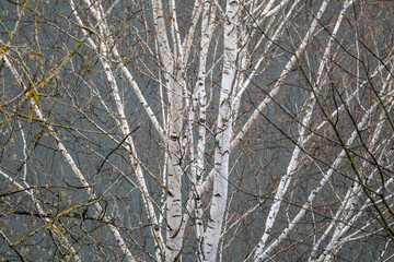 Spring bare birch tree with white cork and leafless branches on scenic blue background. Natural woodland pattern