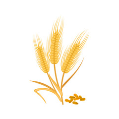 Golden ears of wheat isolated cereal grains. Vector barley or malt, rye spikes, bakery flour ingredient