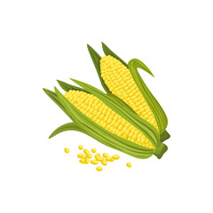 Corn cobs and maize grains isolated. Vector sweetcorn corncobs, vegetarian food