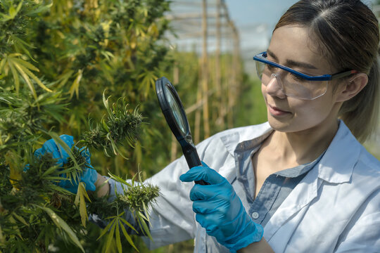 Young Asian female scientist using magnifying glass checking marihuana plants in hemp greenhouse research, Cannabis concept