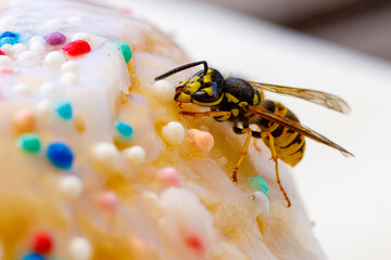 A dangerous Wasp on food