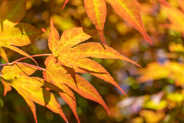Liście klonu, jesień, ciepłe żółcie i pomarańcze. Tło w liście, miejsce na tekst.