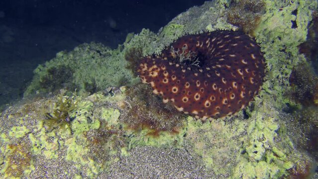 Marine life: Variable Sea Cucumber (Holothuria sanctori) slowly crawling over a rock on the seabed.