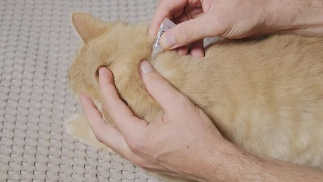 Footage of the vet deworms the cat for fleas with special liquid.