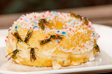 A dangerous Wasp on food