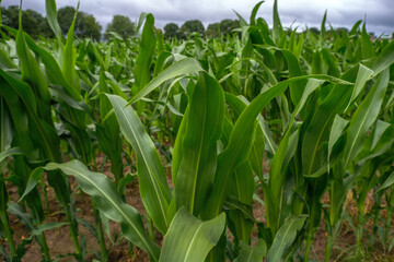 corn field in the morning