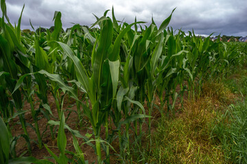 corn field with sky