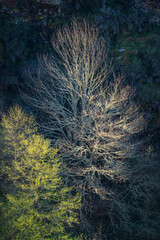 A lichen bleached winter oak tree stands out illuminated among the shadows