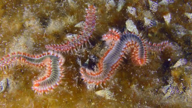Marine life: Several large poisonous Bearded fireworms (Hermodice carunculata) on the bottom overgrown with bright algae.