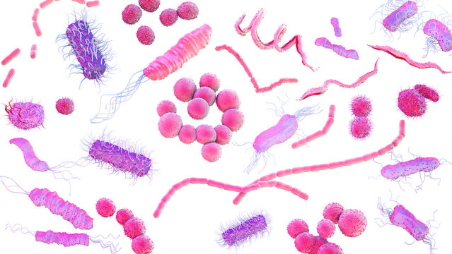 Bacteria, illustration