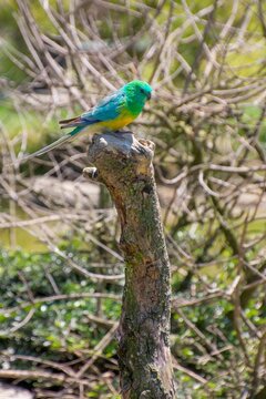 Vertical shot of a red-rumped parrot in the bird park in Villars les Dombes in France
