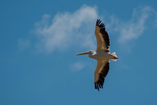 Low-angle shot of a Great white pelican flying in the bird park in Villars les Dombes in France
