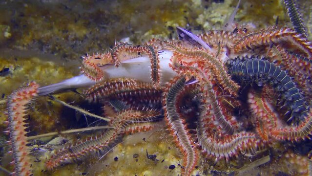 Marine life: Many large toxic Bearded fireworms (Hermodice carunculata) have gathered on the body of the dead fish, close-up.