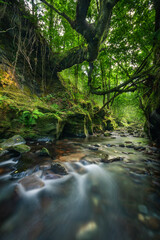 Fototapeta premium Huge and menacing oak trunk leans over a canyon stream