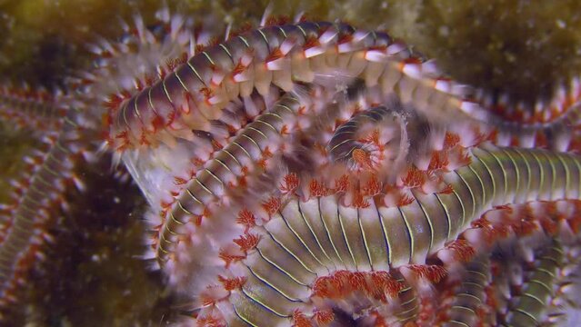 Marine life: Mass of Bearded fireworm (Hermodice carunculata) on dead fish, close-up.