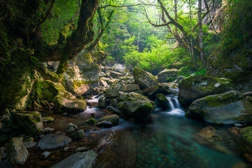 Obraz premium Small waterfalls and pools of turquoise waters next to old oak trees