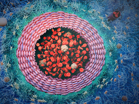 Artery with blood cells, illustration