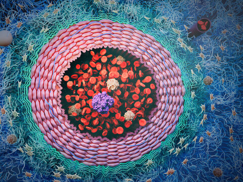 Artery with blood cells and CTC, illustration