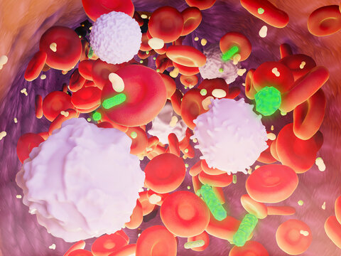 Blood cells in a blood vessel with bacteria, illustration