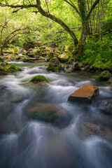 Varied rocks in the current of a river next to deciduous forests