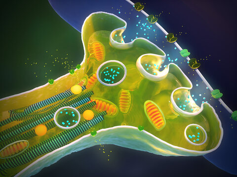 Cross-section of a synapse, illustration