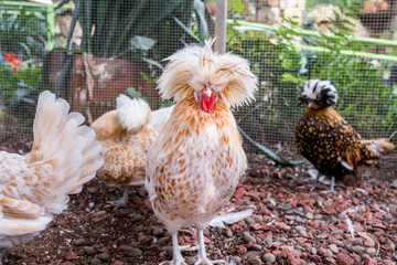 Close-up of Polish crested rooster