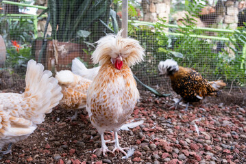 Close-up of Polish crested rooster