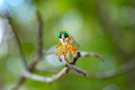 Super macro Robber fly with prey,select focus Green eye.
