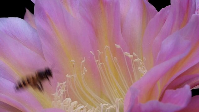 Bees Pollinating Cactus Flowers 04