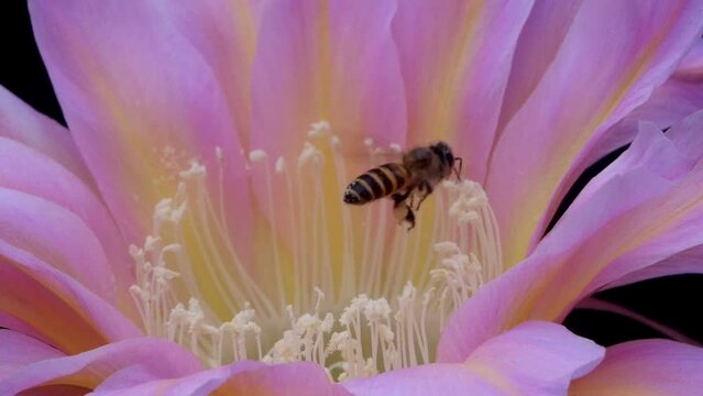 Bees Pollinating Cactus Flowers 05