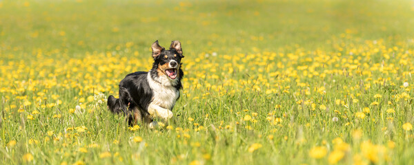 Handsame Border Collie dog on a green meadow with dandelions in the season spring.