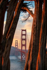 Beautiful shot of the Golden Gate Bridge between trees in San Francisco during sunset