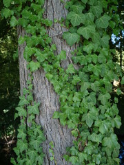 A close-up on some ivy leaves.