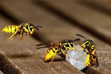 A dangerous Wasp on food