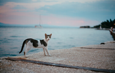 Cats in Greece - Island Thassos - 524232464