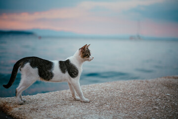 Cats in Greece - Island Thassos - 524232468