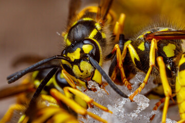 Naklejka premium A dangerous Wasp on food